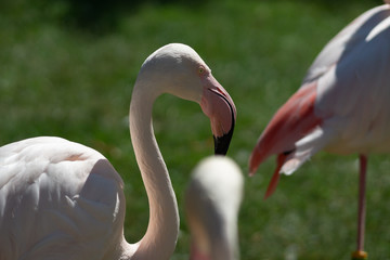 Naklejka premium Flamingo