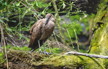 Bird Perched on a Log [DSC_3297]