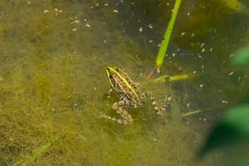 Wasserfrosch im Tümpel