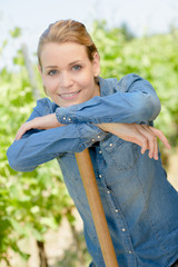 gardening in the vines