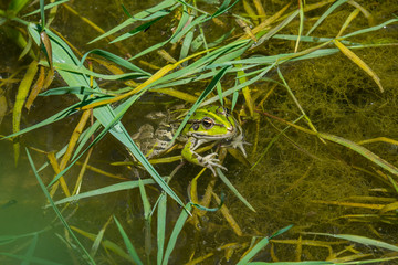Wasserfrosch im Tümpel