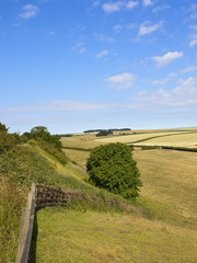 English grazing meadows