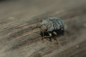 Nahaufnahme eines Berliner Prachtkäfers