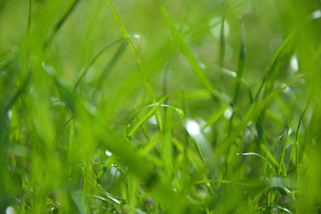Green grass on a sunny day