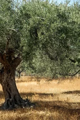 Room darkening curtains Trees Mediterranean olive tree