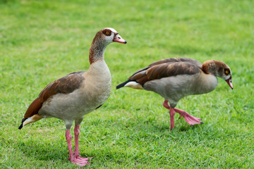 Obraz premium Duck in the park.