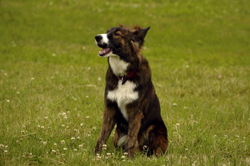 Young energetic dog on a walk. Puppies education, cynology, intensive training of young dogs. Walking dogs in nature.