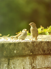 Two sparrows - feeding time - spring time