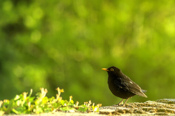 Common blackbird  - natural scenery