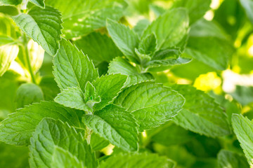 Fresh mint leaf background. green mint plants. card for kitchen