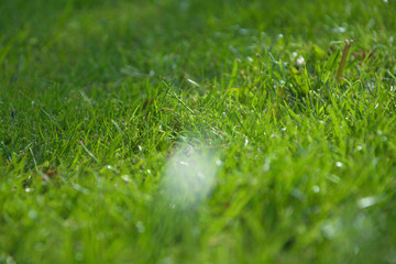 Close-up green grass in garden