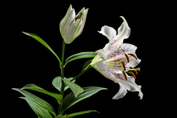 Fototapeta na wymiar Flower of white lily, isolated on black background
