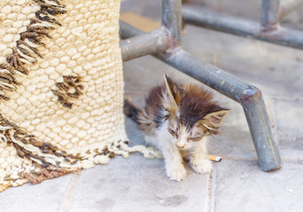 lonely dirty stray kitten