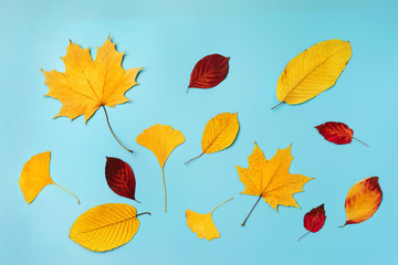 Top view of autumn leaves on blue background