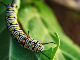 SWALLOWTAIL CATERPILLAR