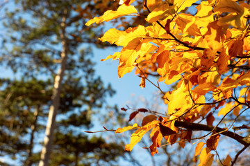Fototapeta na wymiar Close up of yellow autumn leaves in a park