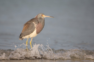 Tricolored heron (Egretta tricolor) at Estero Lagoon, Fort Myers, Florida