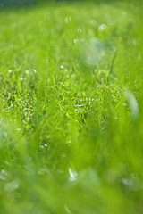 Close-up green grass