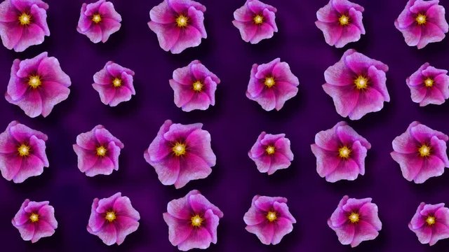 Floral pattern of malva flowers on purple background