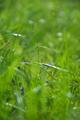 Green grass close-up