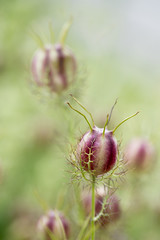 Samenstand nigella damascena - Jungfer im Grünen