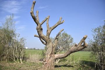 alter abgestorbener Baum