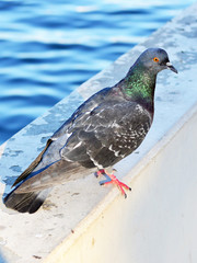 blue-winged pigeon