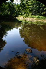 река Птичь Беларусь