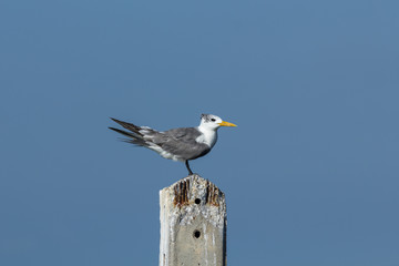 A bird with blue sky.