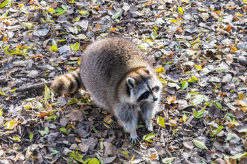Raccoon in the leaves
