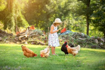 Little girl feeding chickens