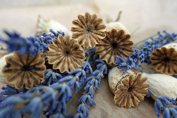 Lavendel-Blüten mit Mohn-Samenkapseln
