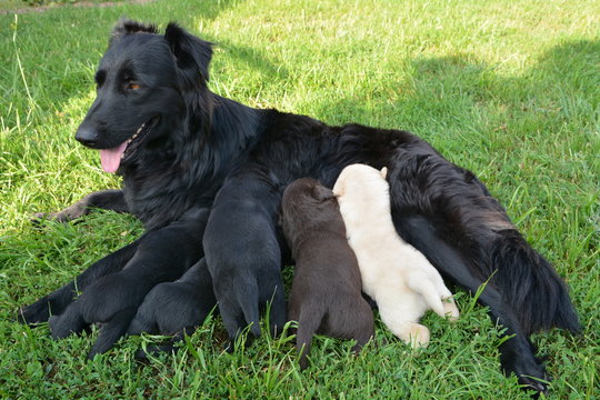 suka ze szczeniakami