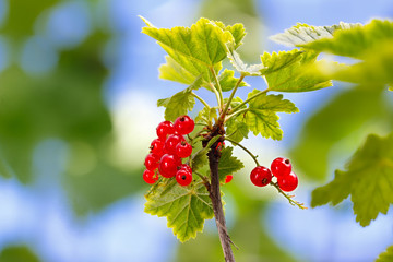 Red currant on a bush in a garden in the summer.