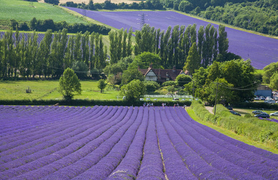 Lavender Fields in Kent 
