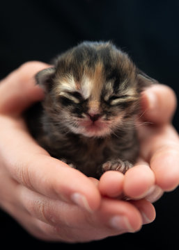 s&uuml;&szlig;es neugeborens Katzenbaby, K&auml;tzchen, dunkel