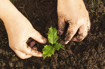 Hands cultivating a small holly (ilex aquifolium)