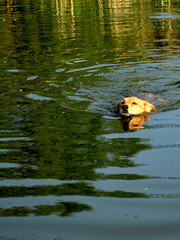 собака купается