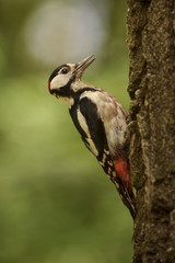 Great Spotted Woodpecker - Dendrocopos major, beautiful colored woodpecker from European forests and woodlands.