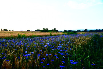 Polish meadows and fields of cereals