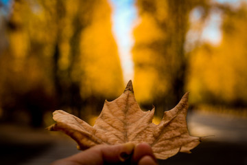 otoño is coming