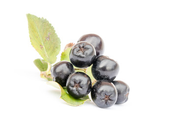 Ripe Chokeberry or Aronia melanocarpa isolated on white background.