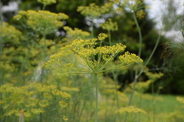 Dill plant