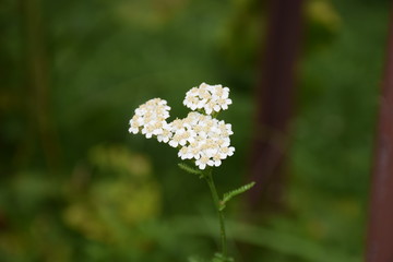 White  yarrow  krwawnik pospolity Achillea © Magda