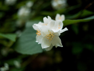 Obraz na płótnie Canvas Jasmine flower growing on a tree