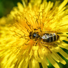bee on dandelion macro