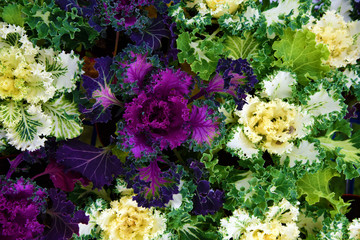 Bright leaves of colored garden cabbage