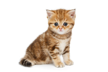 Small British kitten