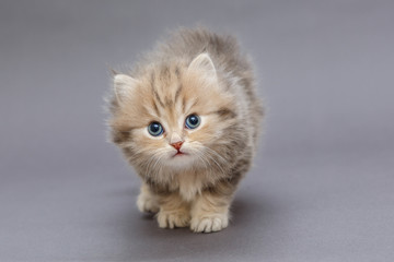 Small shaggy kitten