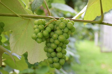 Green grapes